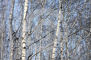 Trunks of birch trees in birch-wood