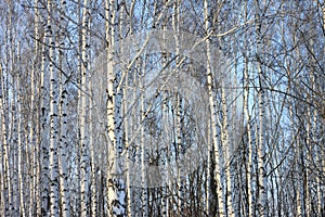 Trunks of birch trees in birch-wood