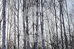 Trunks of birch trees in birch-wood