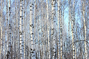 Trunks of birch trees in birch-wood