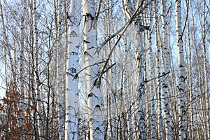 Trunks of birch trees in birch-wood