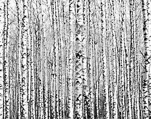 Trunks of birch trees black and white