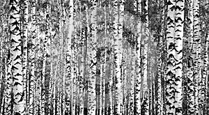 Trunks birch trees black and white