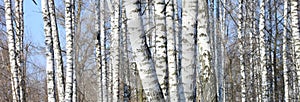 Birch trees in forest