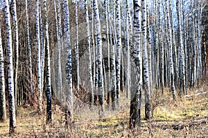 Trunks of birch trees in forest