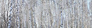Trunks of birch trees, panorama with birches