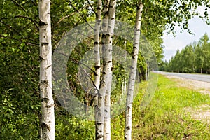 Trunks of birch trees on the roadside on a summer day