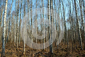 Trunks of birch trees and roots