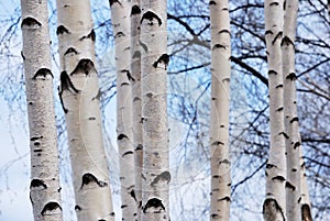 Trunks of birch trees in spring forest