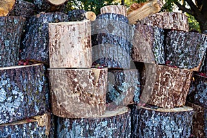 Trunks and branches of old cherry trees that have been cut down.