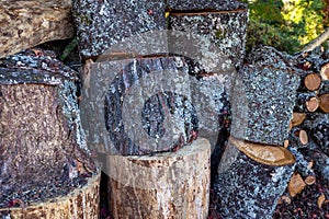 Trunks and branches of old cherry trees that have been cut down.