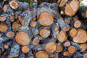 Trunks and branches of old cherry trees that have been cut down.