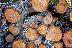 Trunks and branches of old cherry trees that have been cut down.