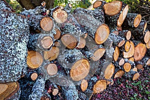 Trunks and branches of old cherry trees that have been cut down.