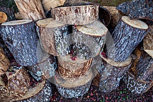 Trunks and branches of old cherry trees that have been cut down.