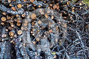 Trunks and branches of old cherry trees that have been cut down.