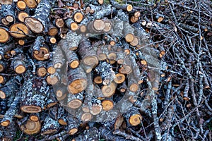 Trunks and branches of old cherry trees that have been cut down.