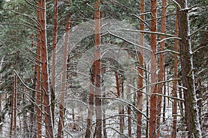 Trunks and branches of the pines in forest during snowfall