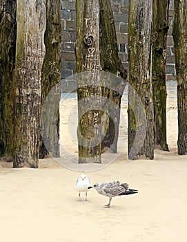 Trunks breakwater to St Malo in low tide Brittany France