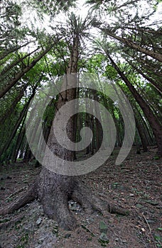 Trunks of conifers trees side by side in the black forest