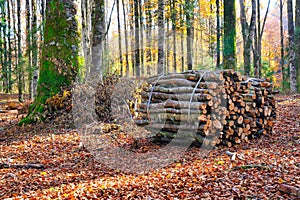 trunks of cut trees