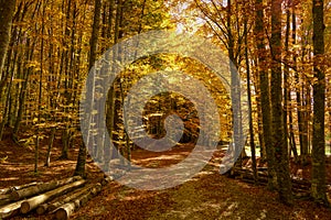 Trunks of cut trees in the forest near the path