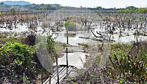 Trunks of dead birches without leaves stand in the swamp with wooden bridge