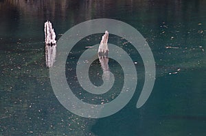 Trunks of dead trees in the Arco Iris lagoon. photo