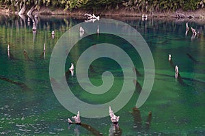 Trunks of dead trees in the Arco Iris lagoon. photo