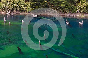 Trunks of dead trees in the Arco Iris lagoon. photo