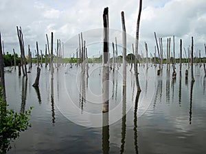 The trunks of dead trees submerged in water.