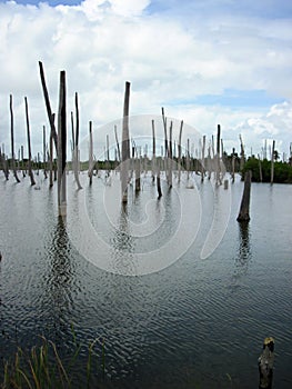 The trunks of dead trees submerged in water.