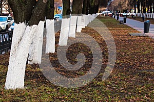 Trunks of deciduous trees painted by the garden whitewashing outdoors in the city in the fall