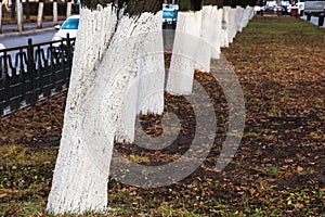 Trunks of deciduous trees painted by the garden whitewashing outdoors in the city in the fall