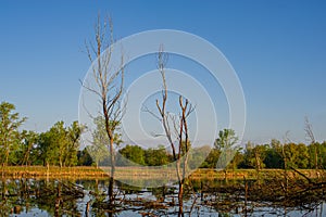 Trunks of dry trees in the river against the background of a molten forest, morning landscape