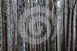 Trunks of Eucalypt Mountain Ash trees