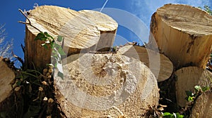 Trunks of felled trees.