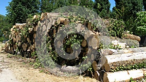 Trunks of felled trees.