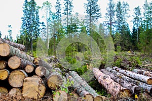 Trunks of felled trees on forest felling