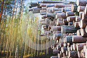 Trunks of felled trees are prepared for transportation on timber truck. Commercial woodland tree cutting and felling operations.