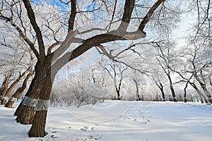 The trunks and footprints on the snow landscape