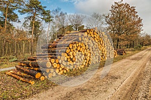 Trunks of Grove Pine, Pinus sylvestris, stacked for transport,