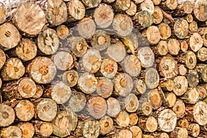 Trunks of Grove Pine, Pinus sylvestris, stacked for transport