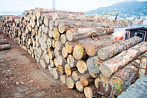 Trunks in Lyttelton port in Christchurch, New Zealand