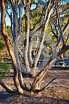 Trunks of mallee eucalyptus trees in the Australian outback