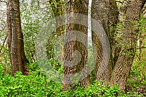 Trunks of mighty poplar trees