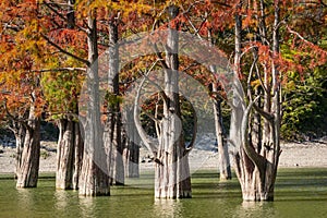 The trunks of moss cypresses are completely unique in their beauty and texture. A group of swamp cypress Taxodium distichum