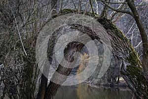 Trunks of old trees bending over the surface of the river