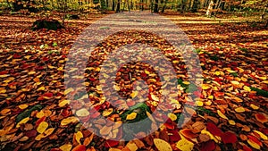 With trunks partially covered in moss form a backdrop adding depth to the