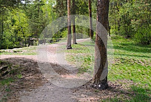 Trunks of pine trees and a path next to them in the thicket of a green forest